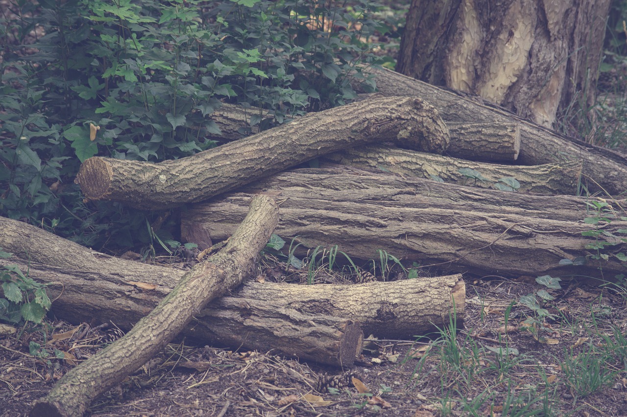 wood  tree  dark free photo