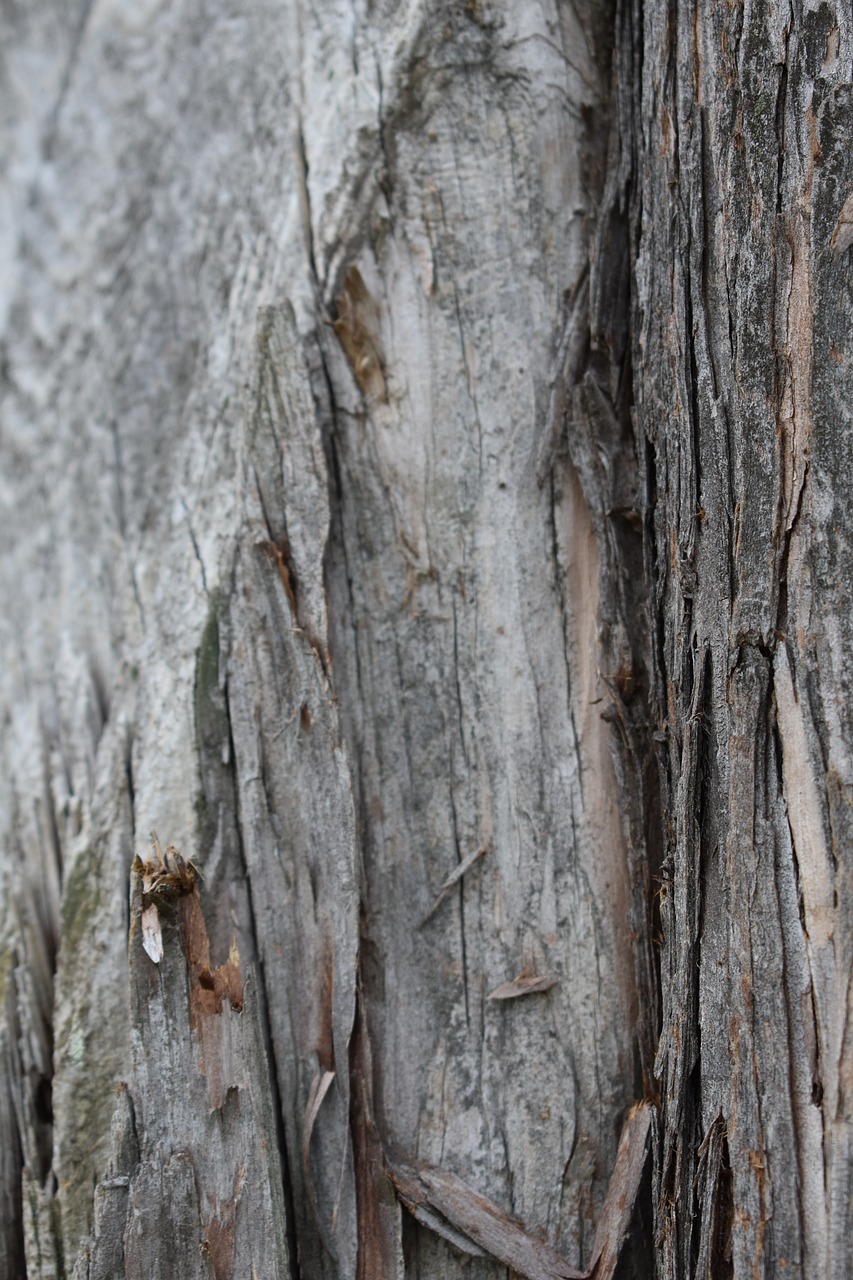 wood  bark  texture free photo