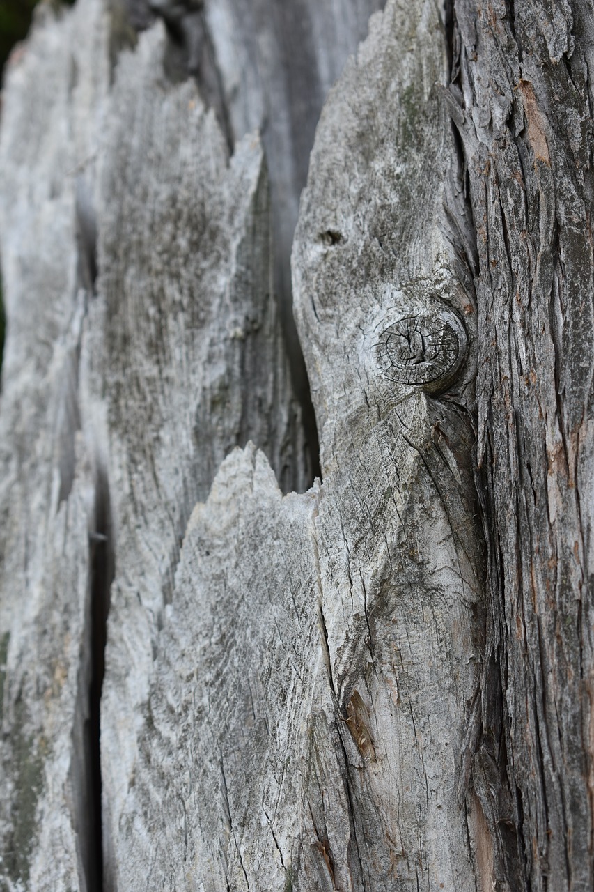 wood  bark  texture free photo