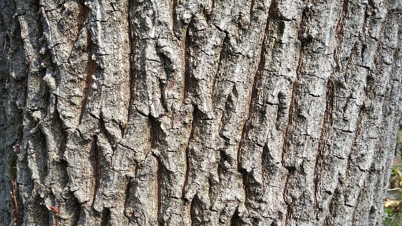 wood  peel  oak free photo