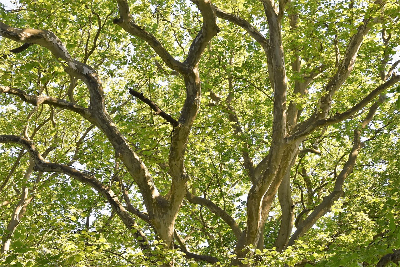 wood  branches  nature free photo