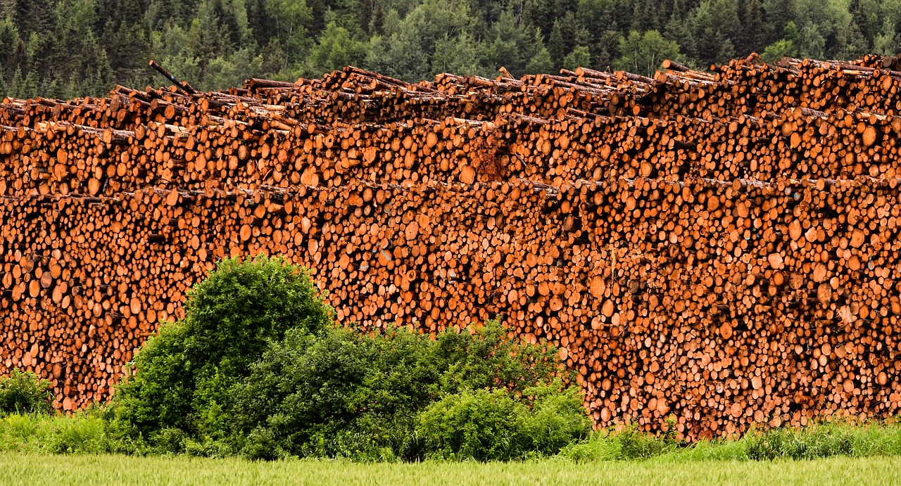 wood  sawmill  tree free photo