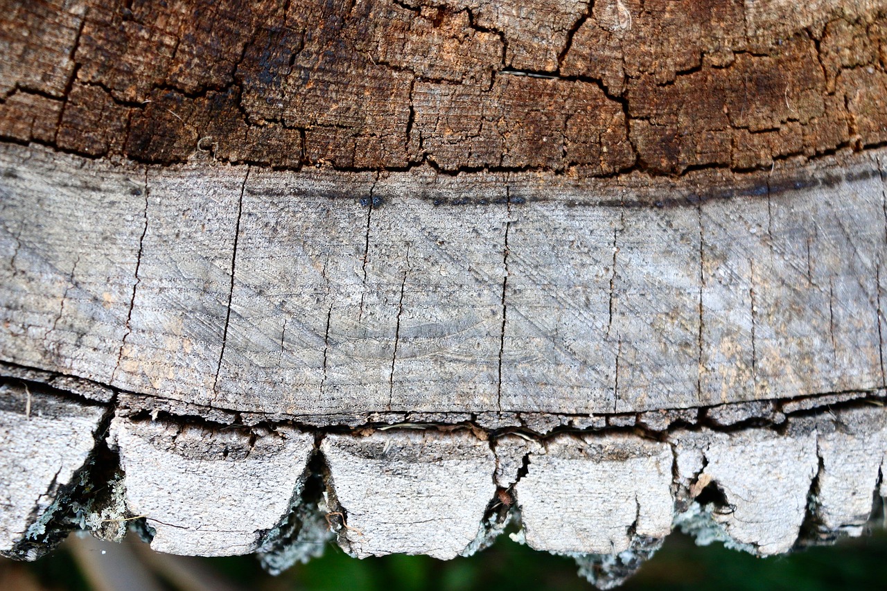 wood  tree  trunk free photo