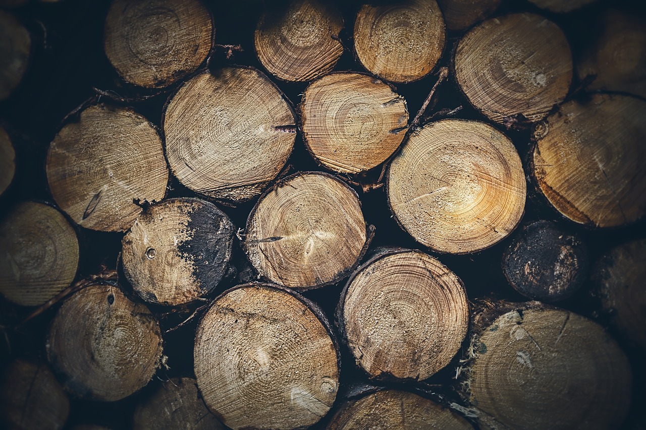 wood  trunks  tree free photo