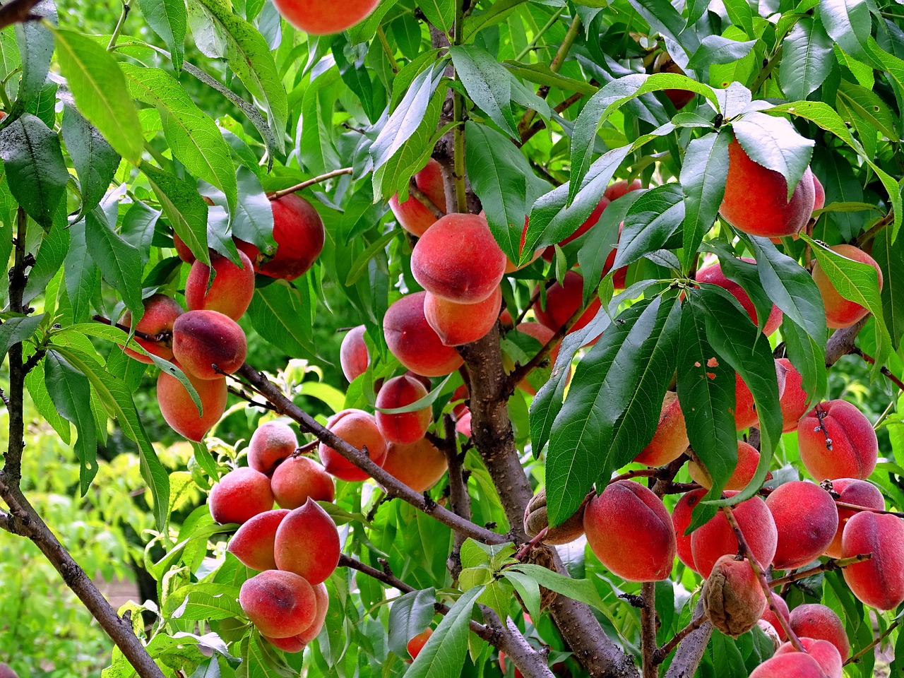 wood  fruit  peach free photo