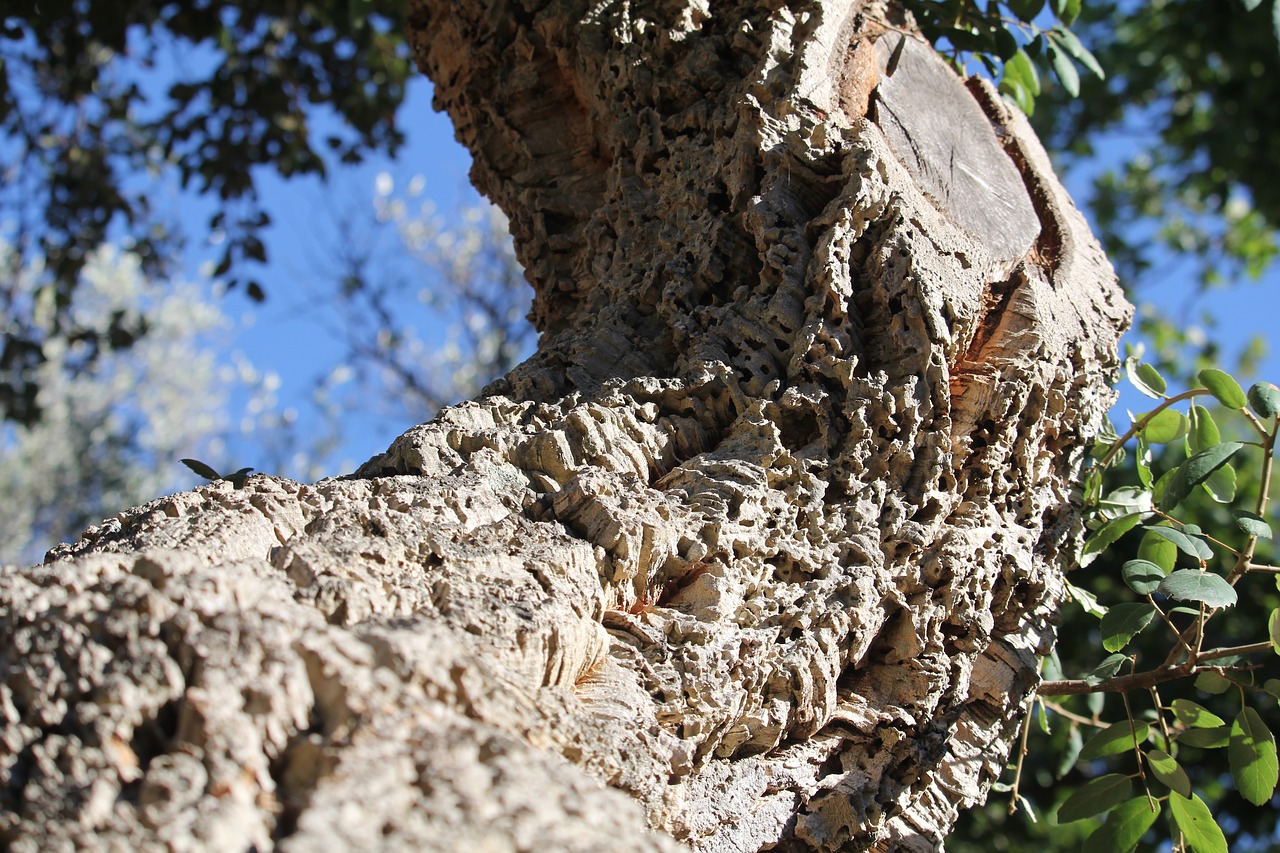 wood  summer  nature free photo