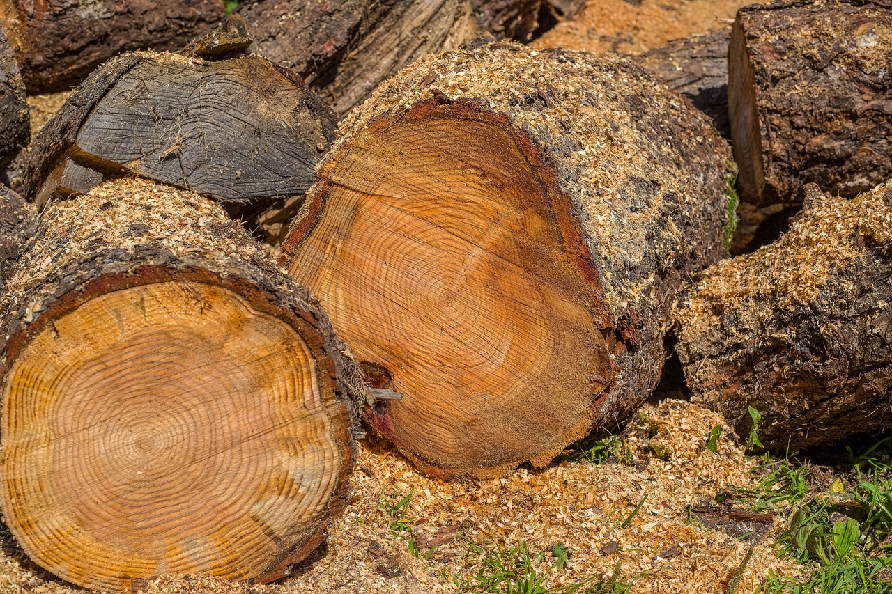 wood  wood pile  trunks free photo