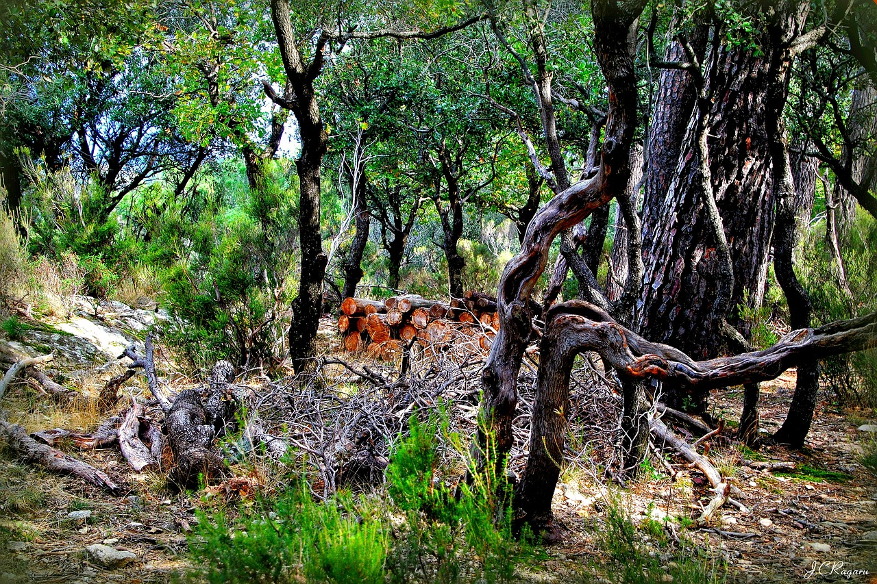 wood  trees  fall free photo