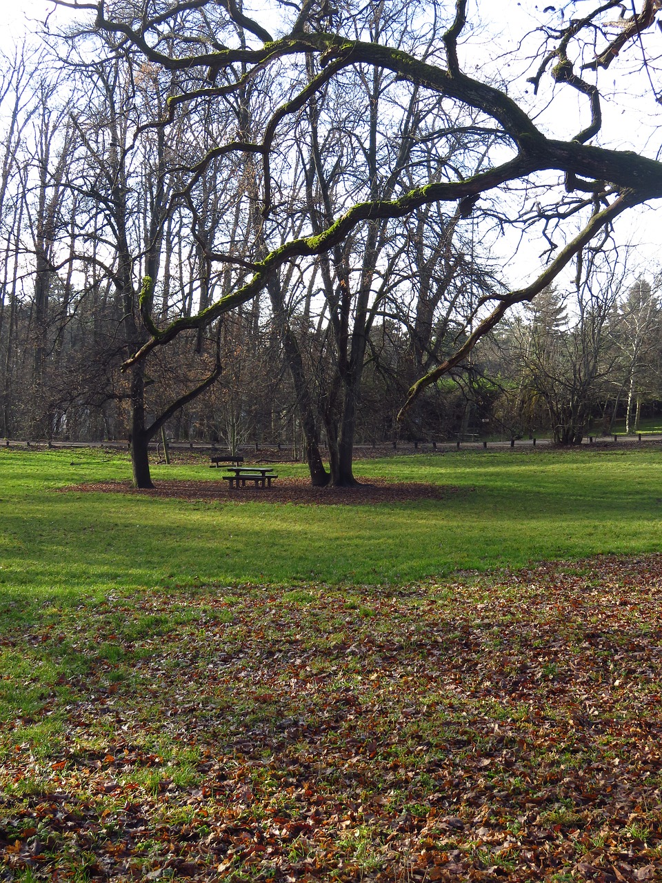 wood  meadow  grass free photo