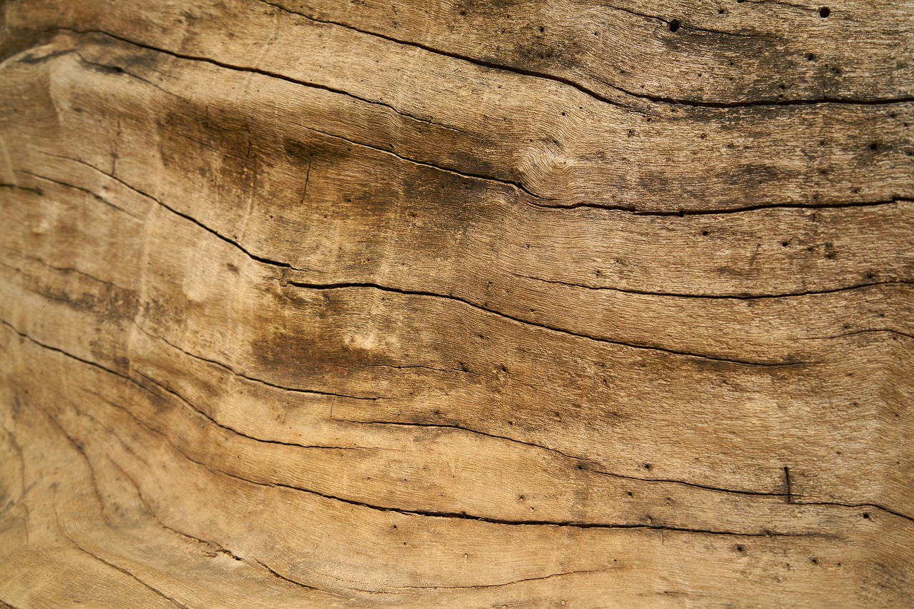 wood  timber  texture free photo