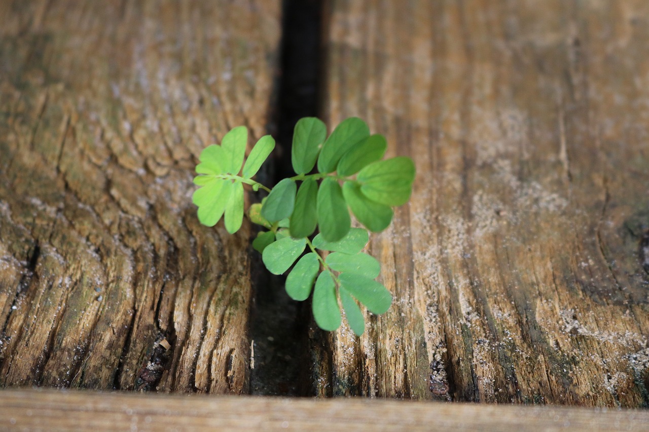 wood  weed  nature free photo