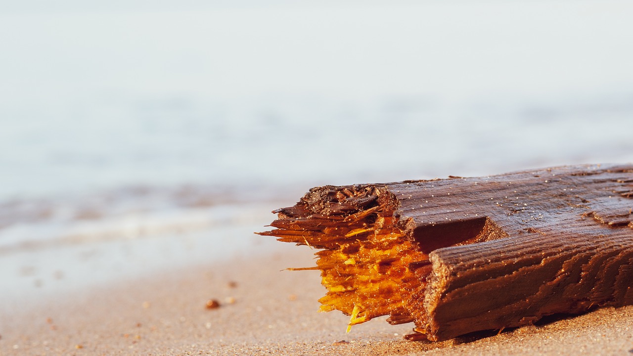 wood  log  wood chips free photo