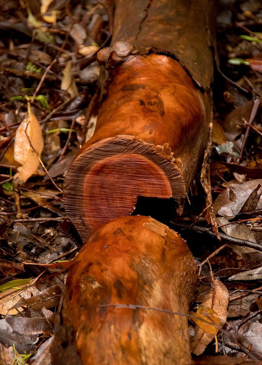 wood  branch  tree free photo