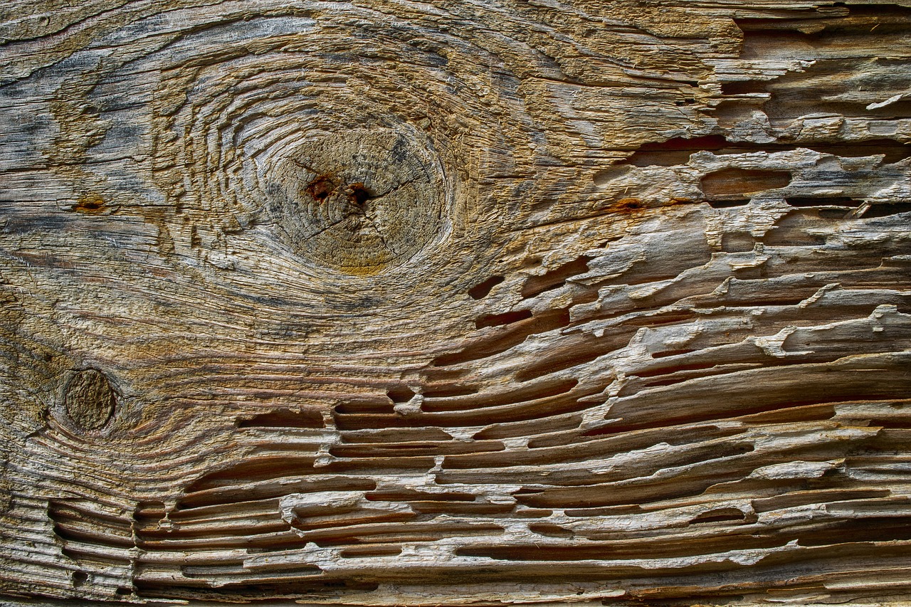 wood  old  weathered free photo