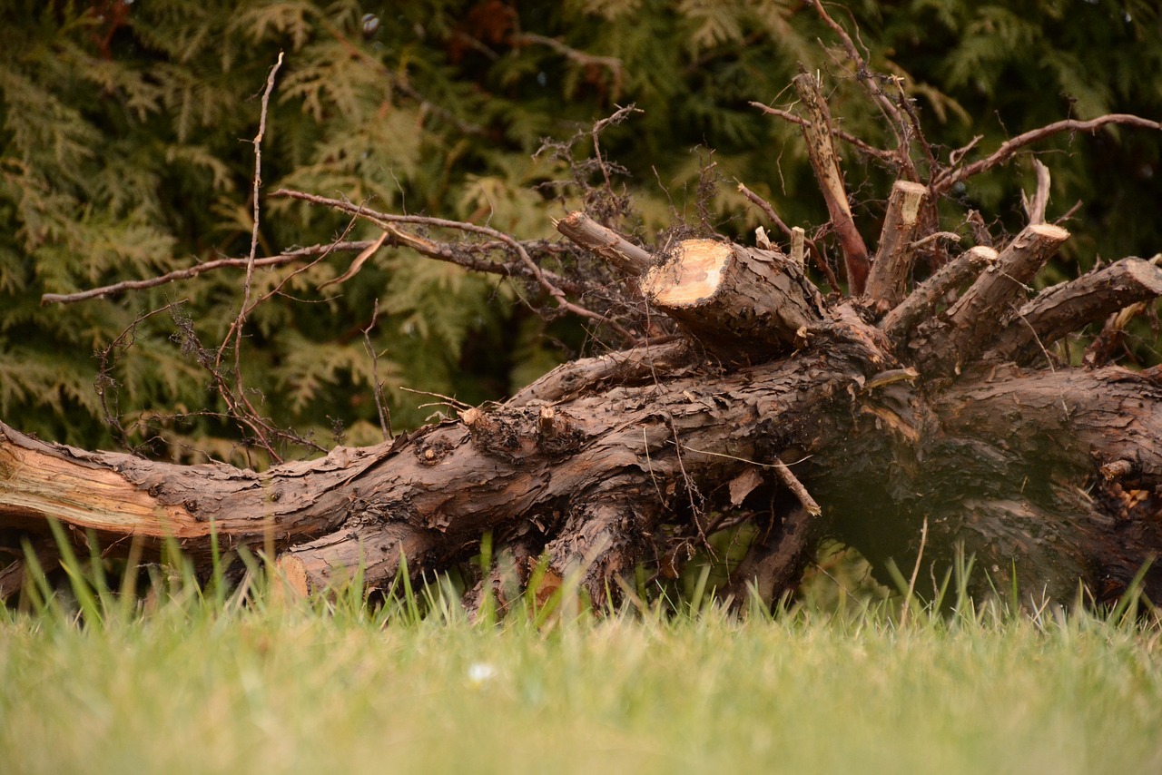 wood  tree  forest free photo