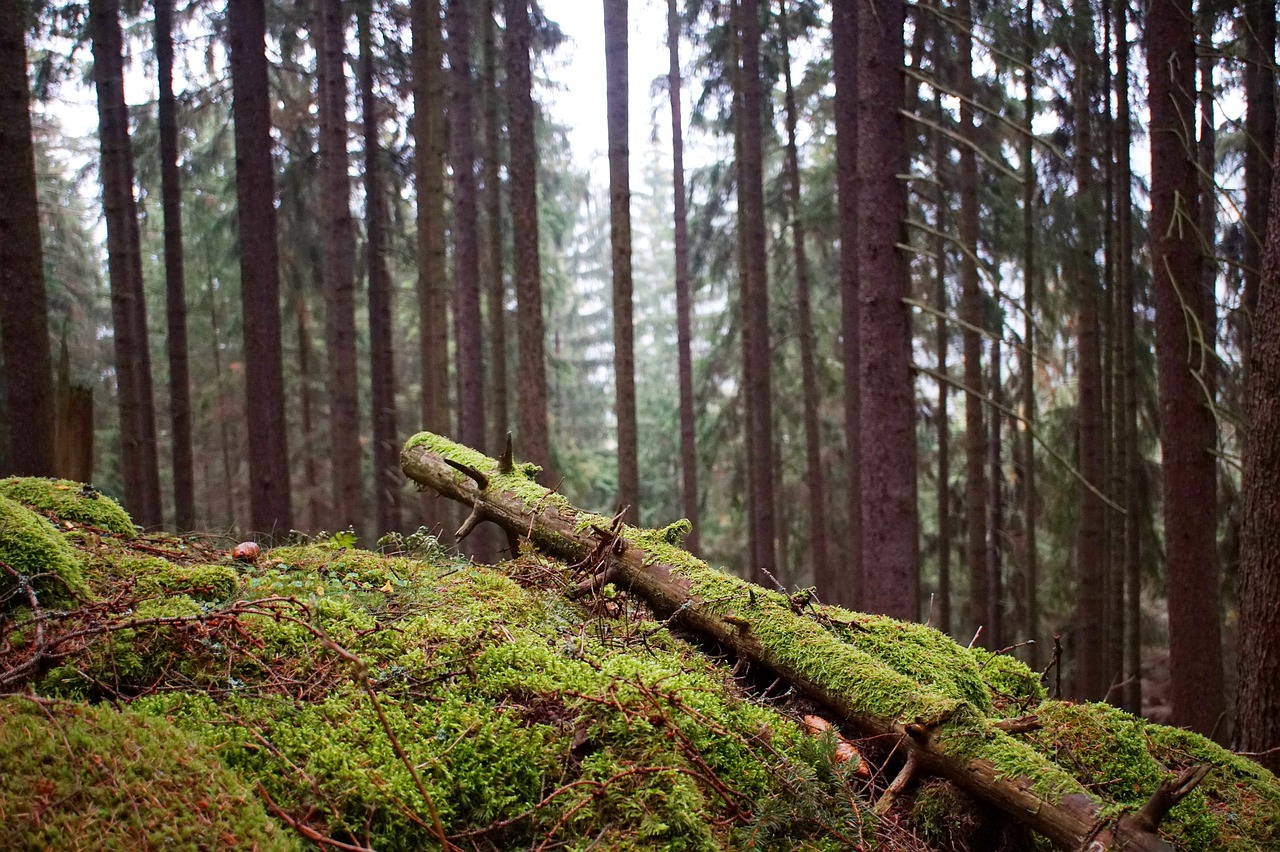 wood  moss  forest free photo