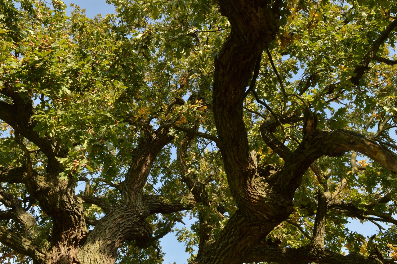 wood  branches  oak free photo