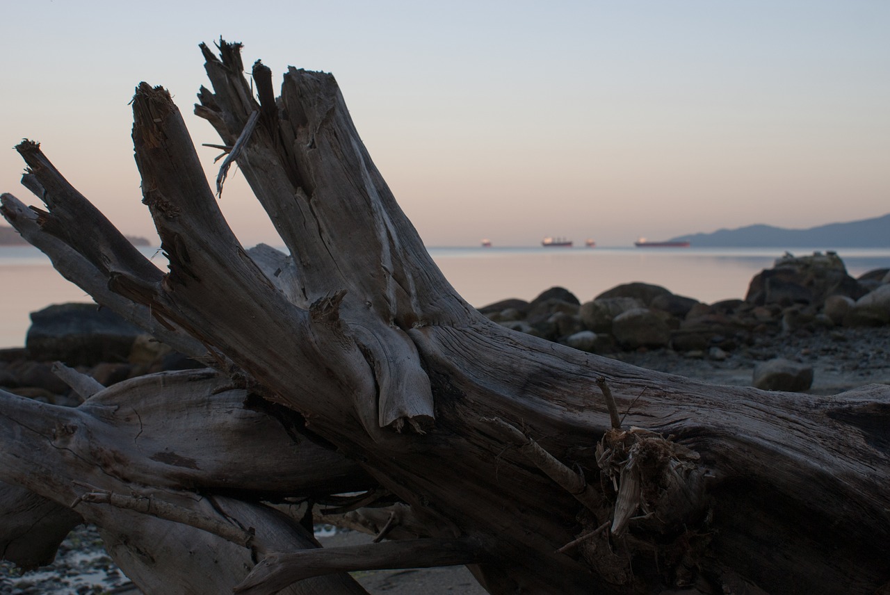 wood  beach  dawn free photo