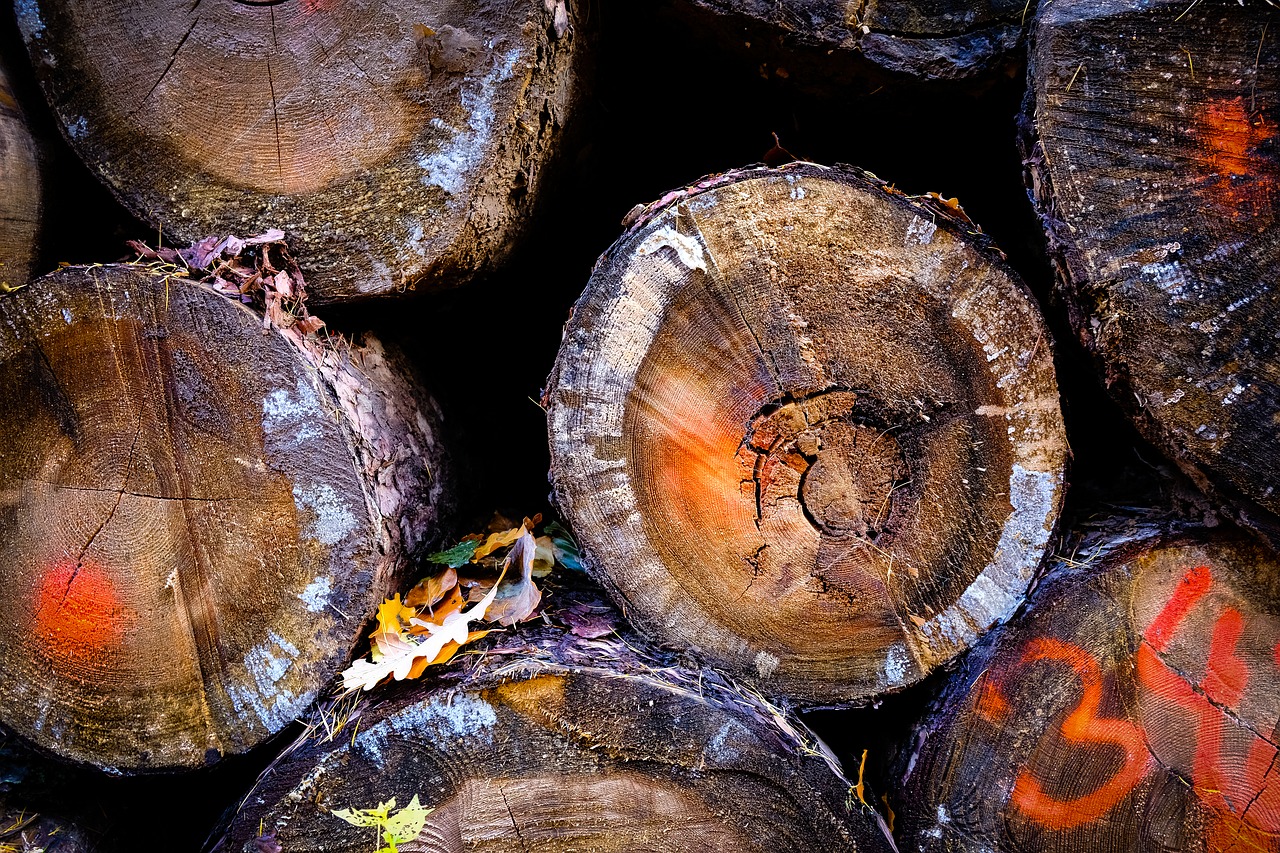 wood  log  nature free photo