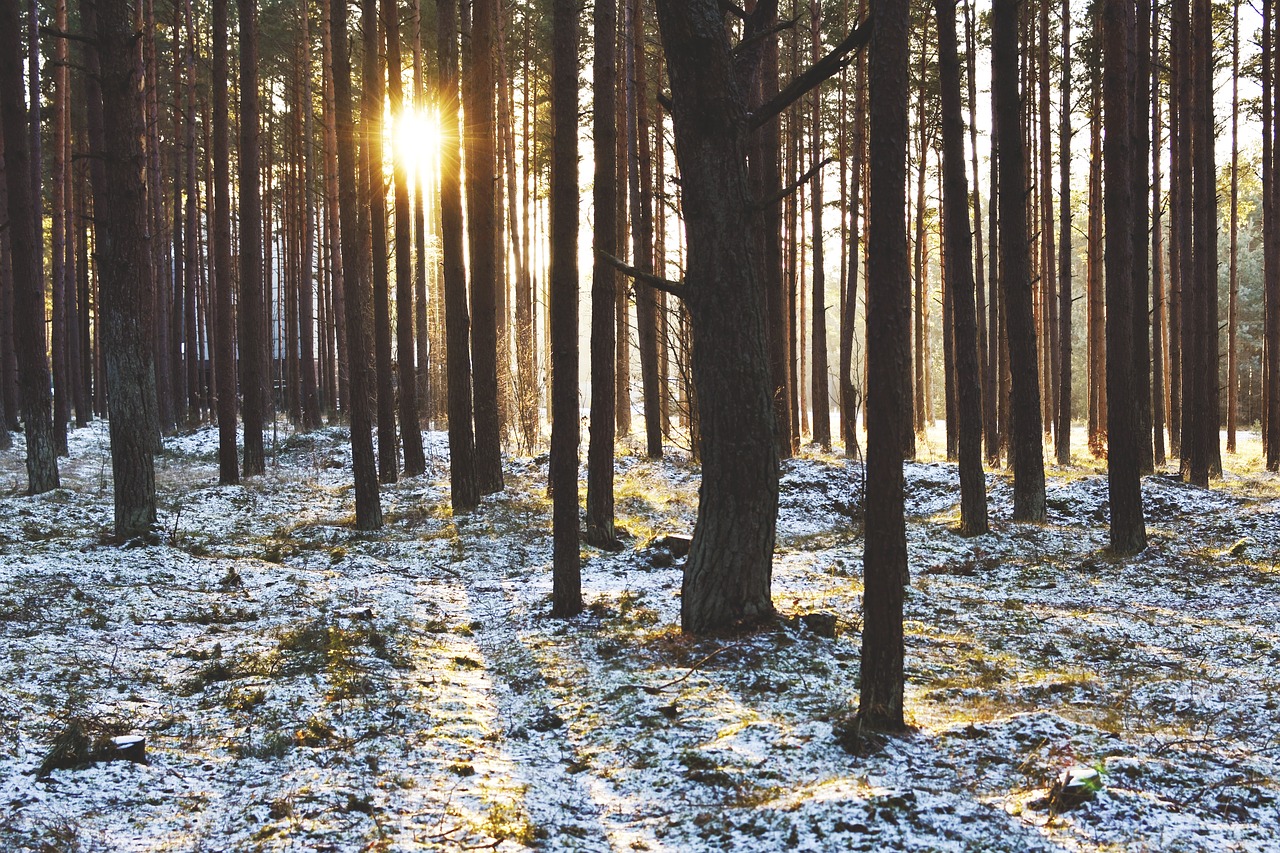 wood  forest  sunset free photo