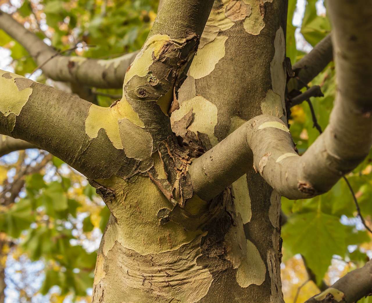 wood  branch  plane free photo