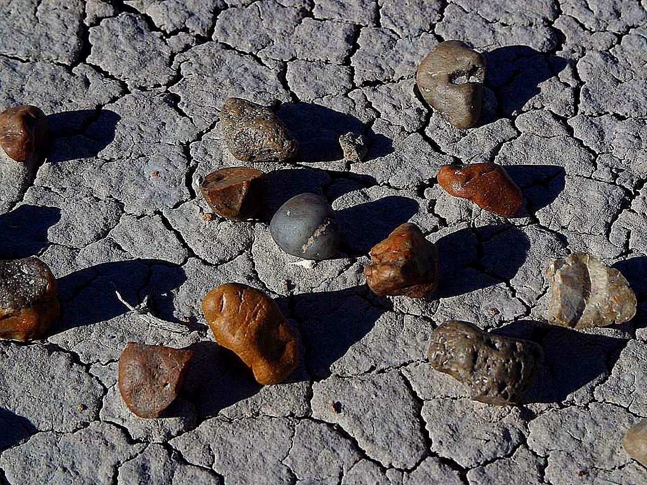 wood petrified ground free photo