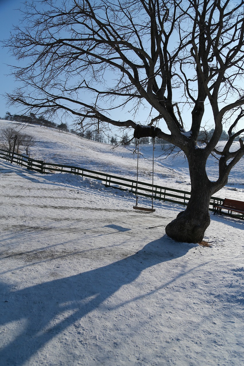 wood  snow  winter free photo