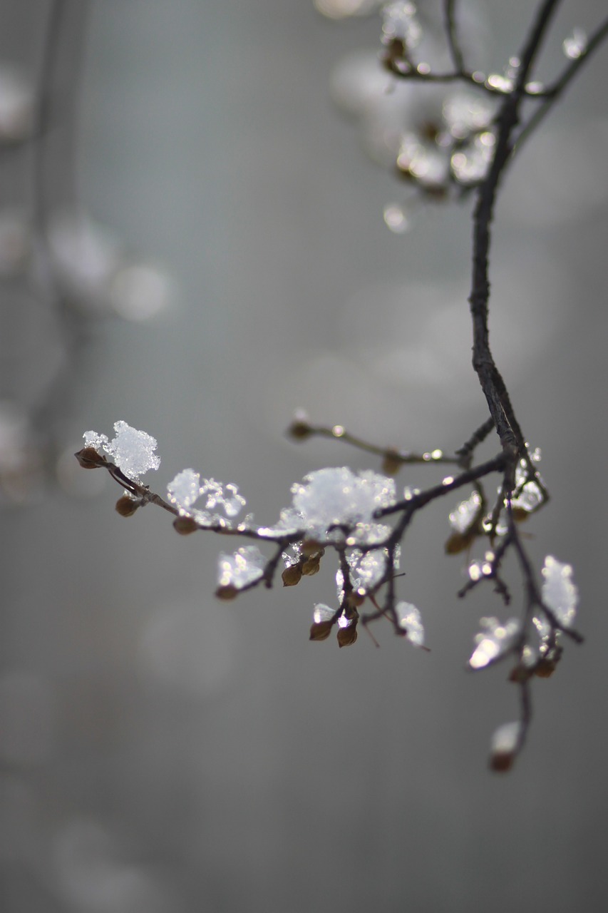 wood  eggplant  snow free photo