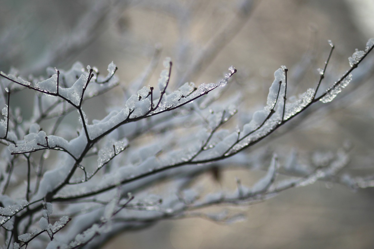 wood  eggplant  snow free photo