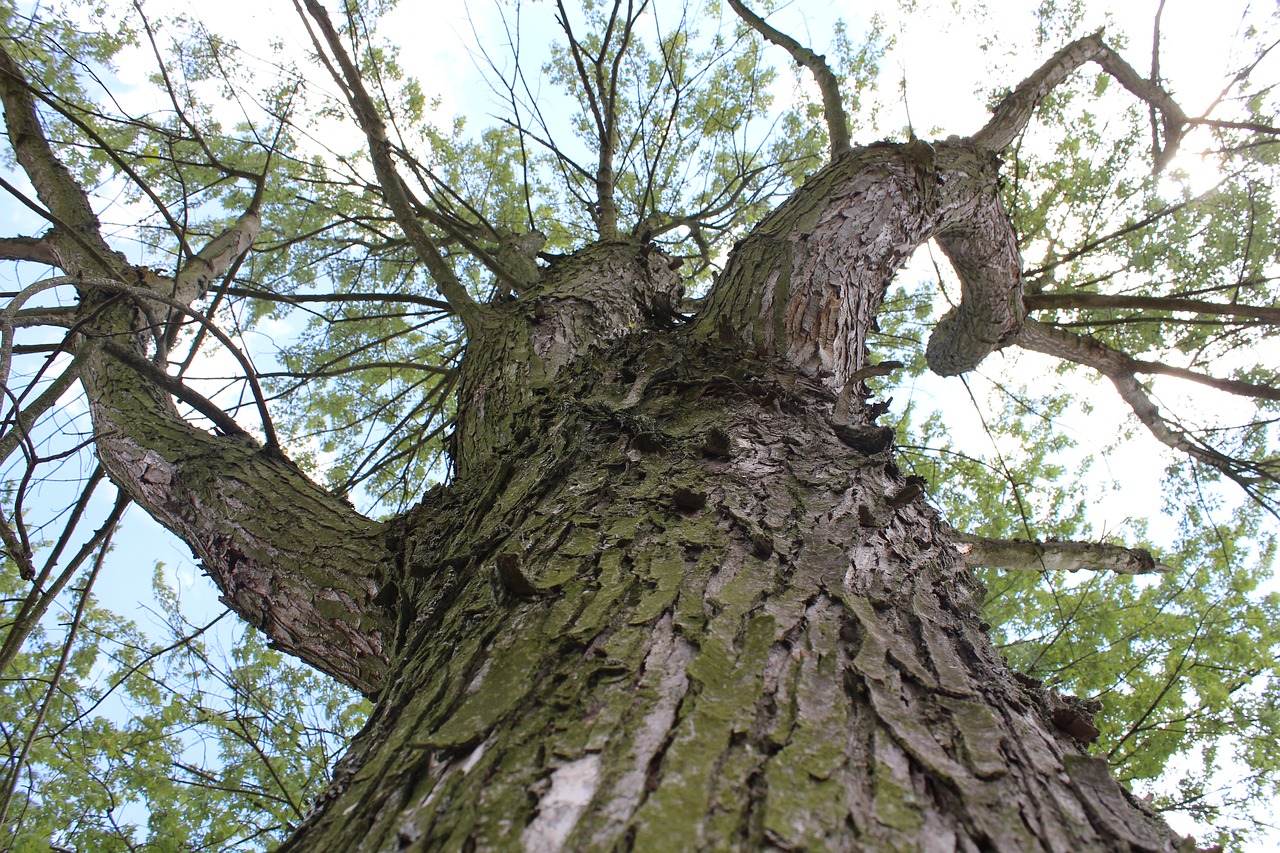 wood  bark  branches free photo