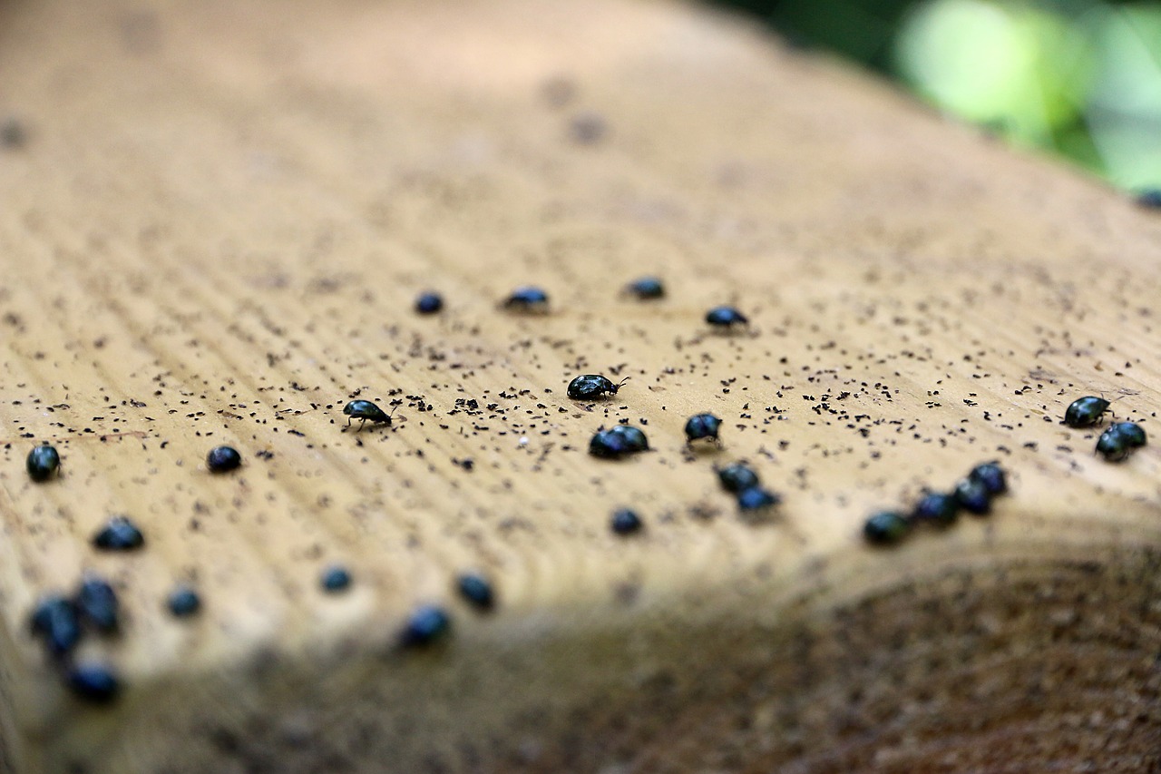 wood  bugs  forest free photo