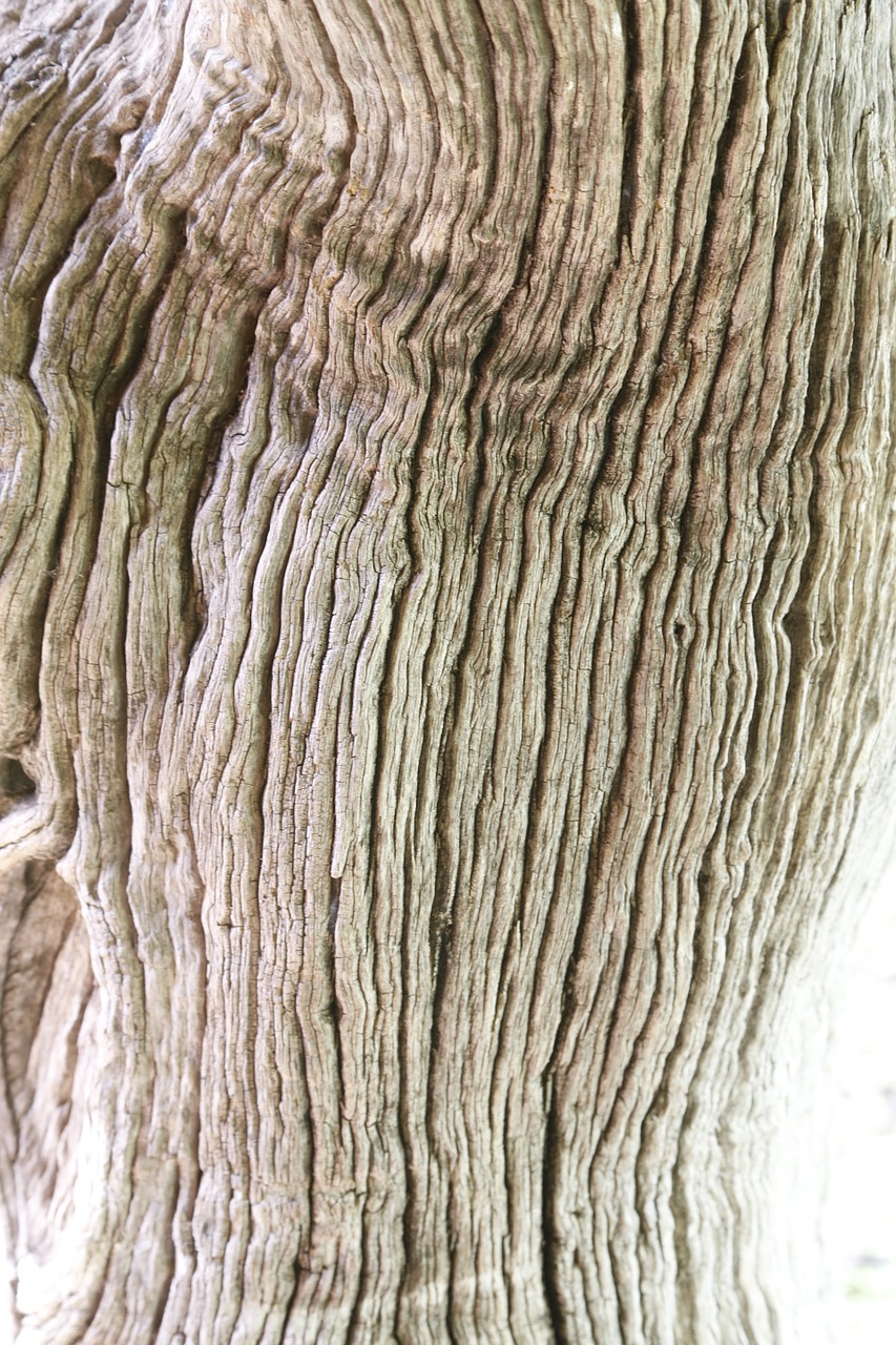 wood tree bark free photo