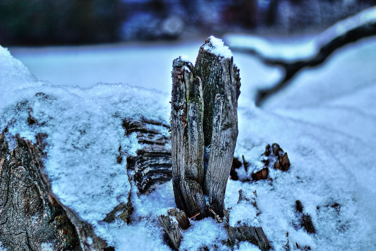 wood  snow  ice free photo