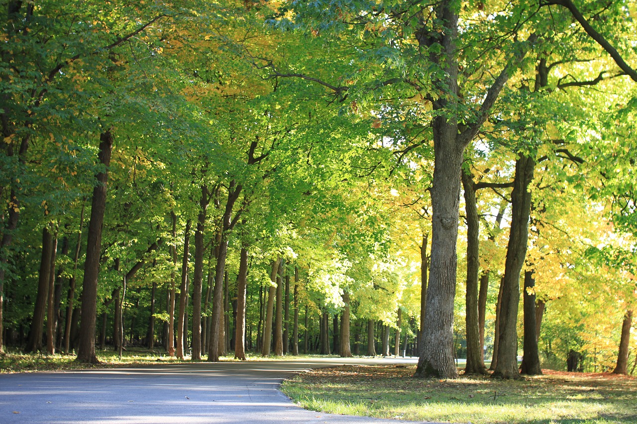 wood  forest  landscape free photo