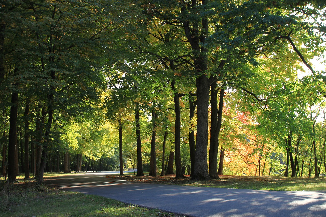 wood  forest  landscape free photo