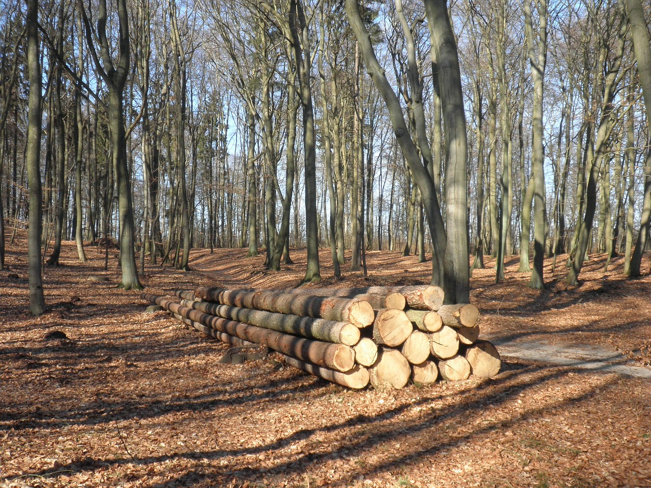 wood wood trunks sawn free photo