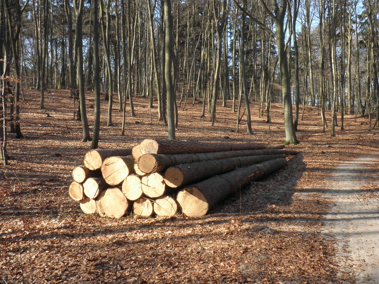 wood wood trunks concerns free photo