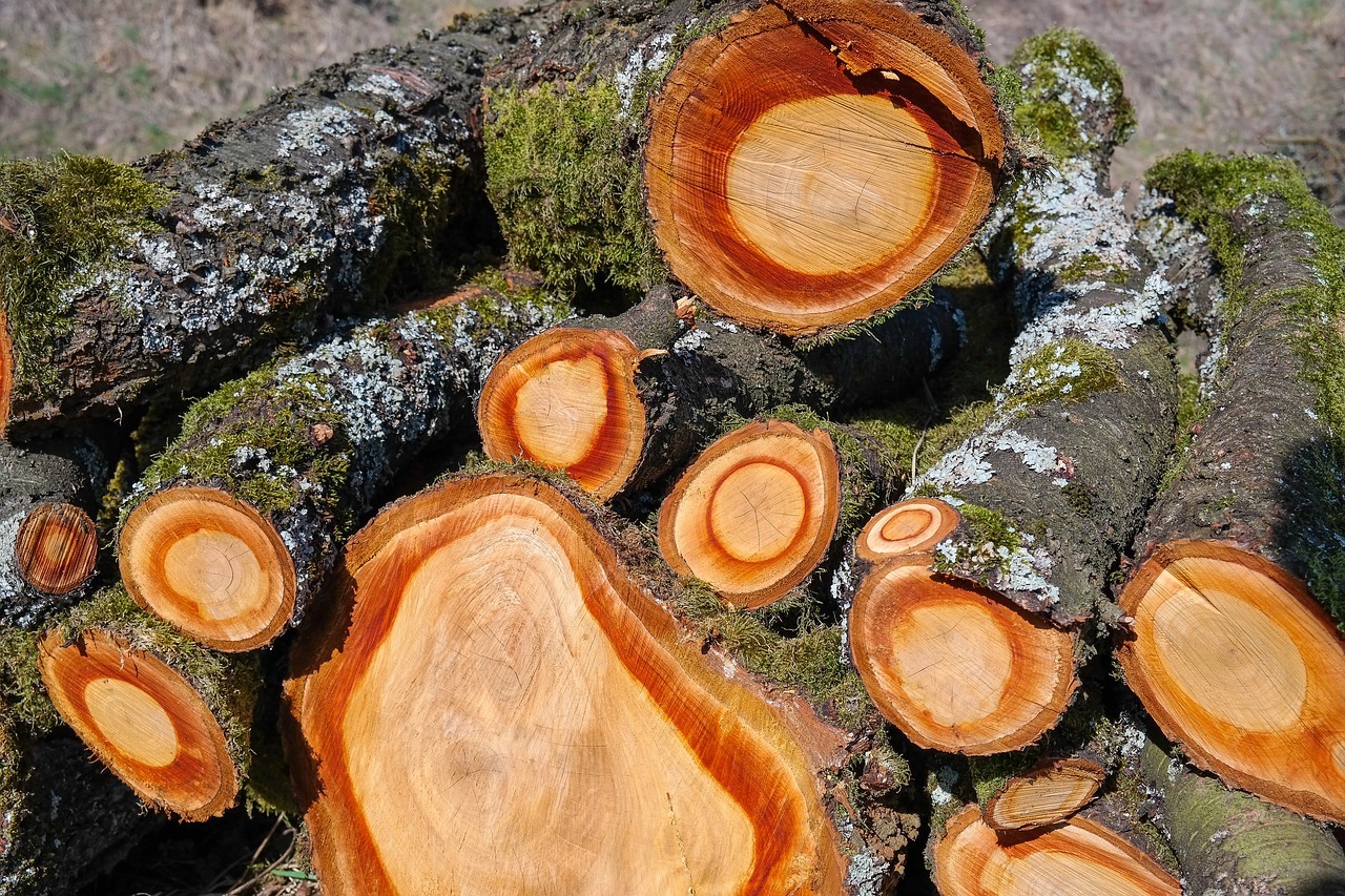wood  holzstapel  tree trunks free photo