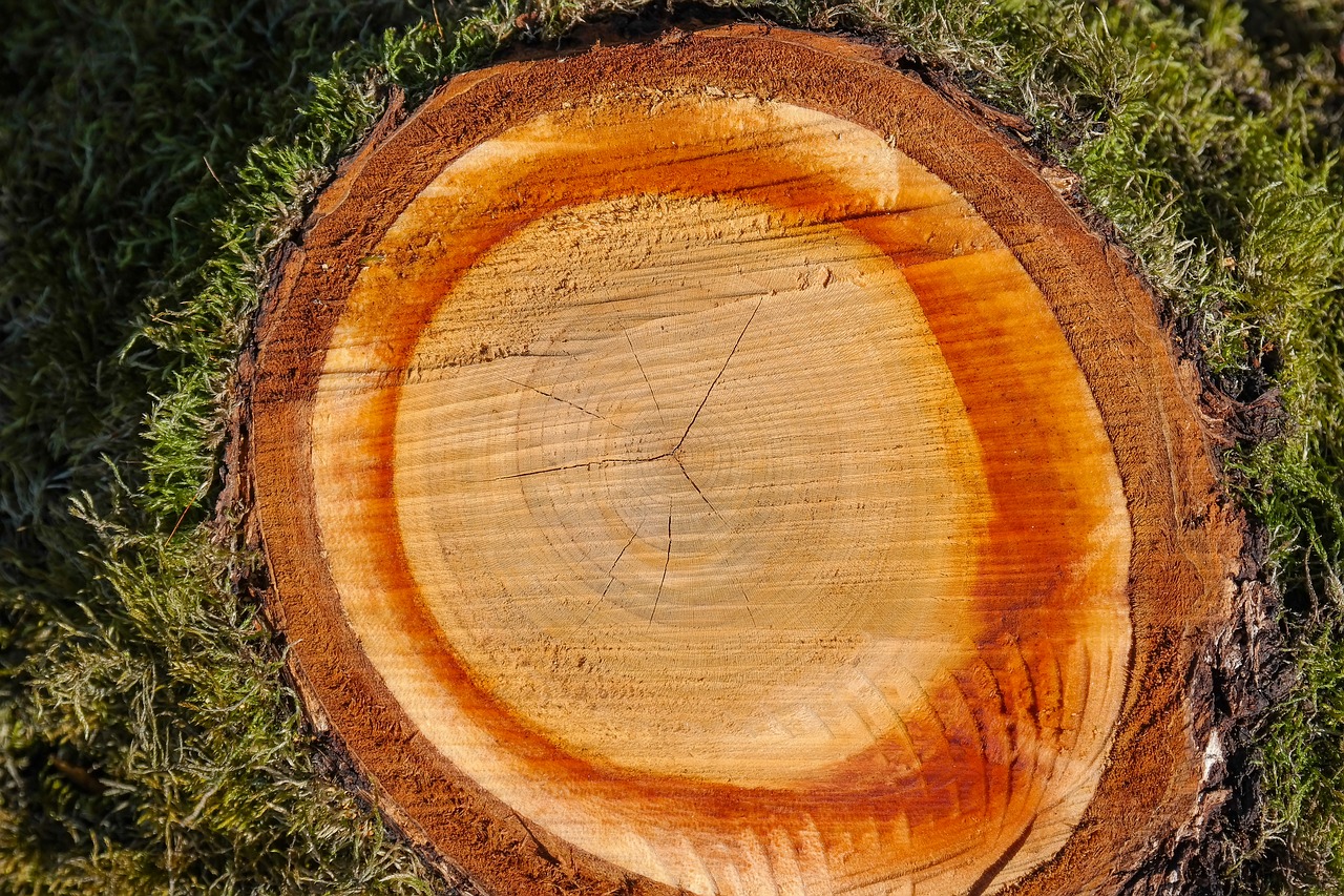 wood  log  annual rings free photo