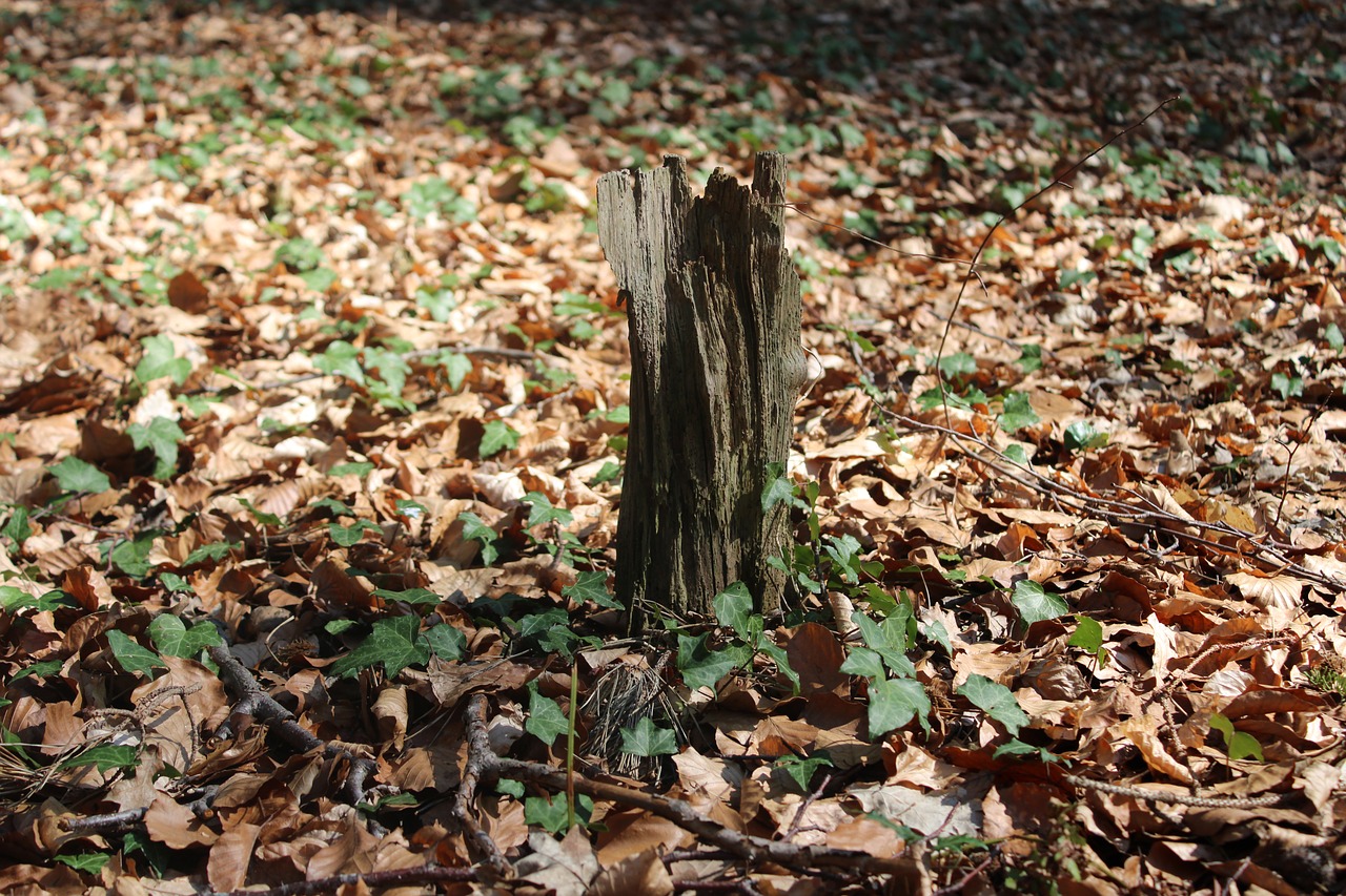 wood  forest  nature free photo