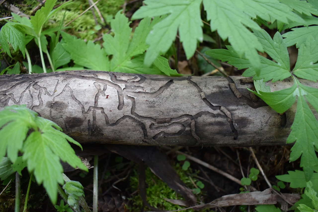 wood  pattern  leaves free photo