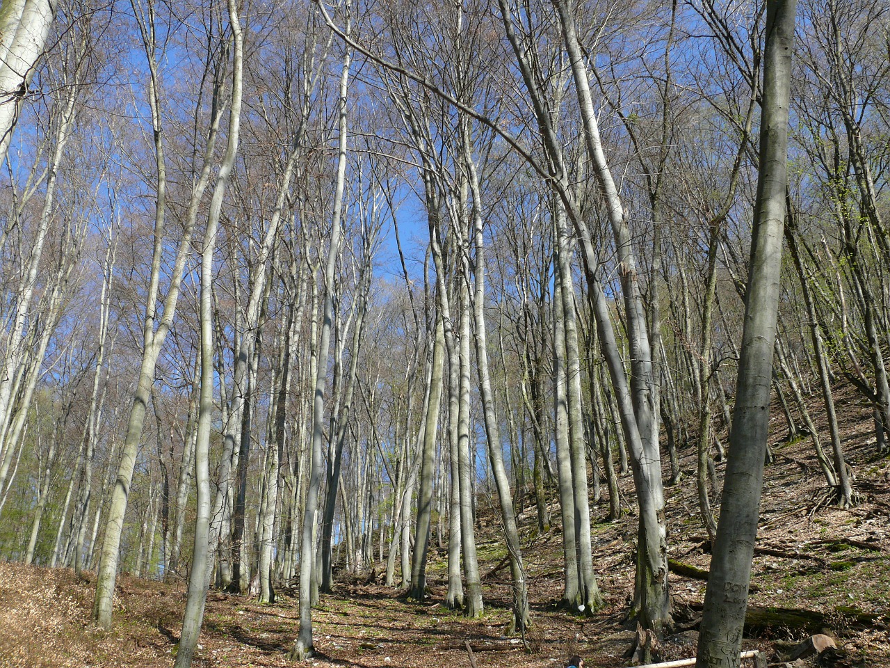 wood trees nature free photo