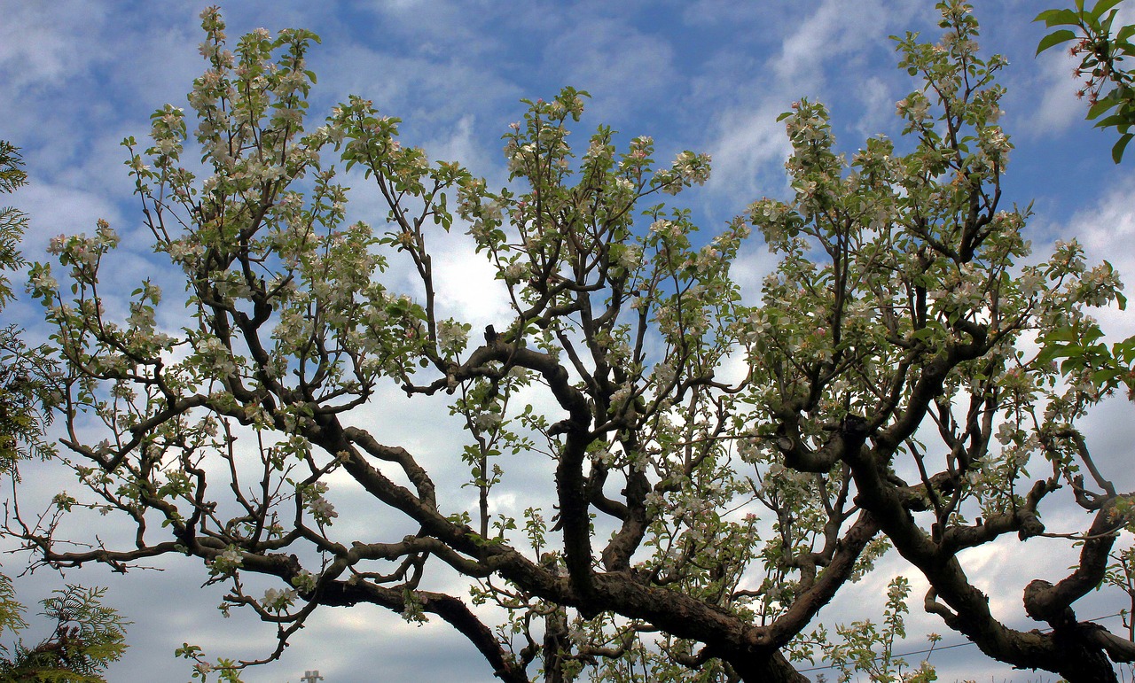 wood  blooming  spring free photo