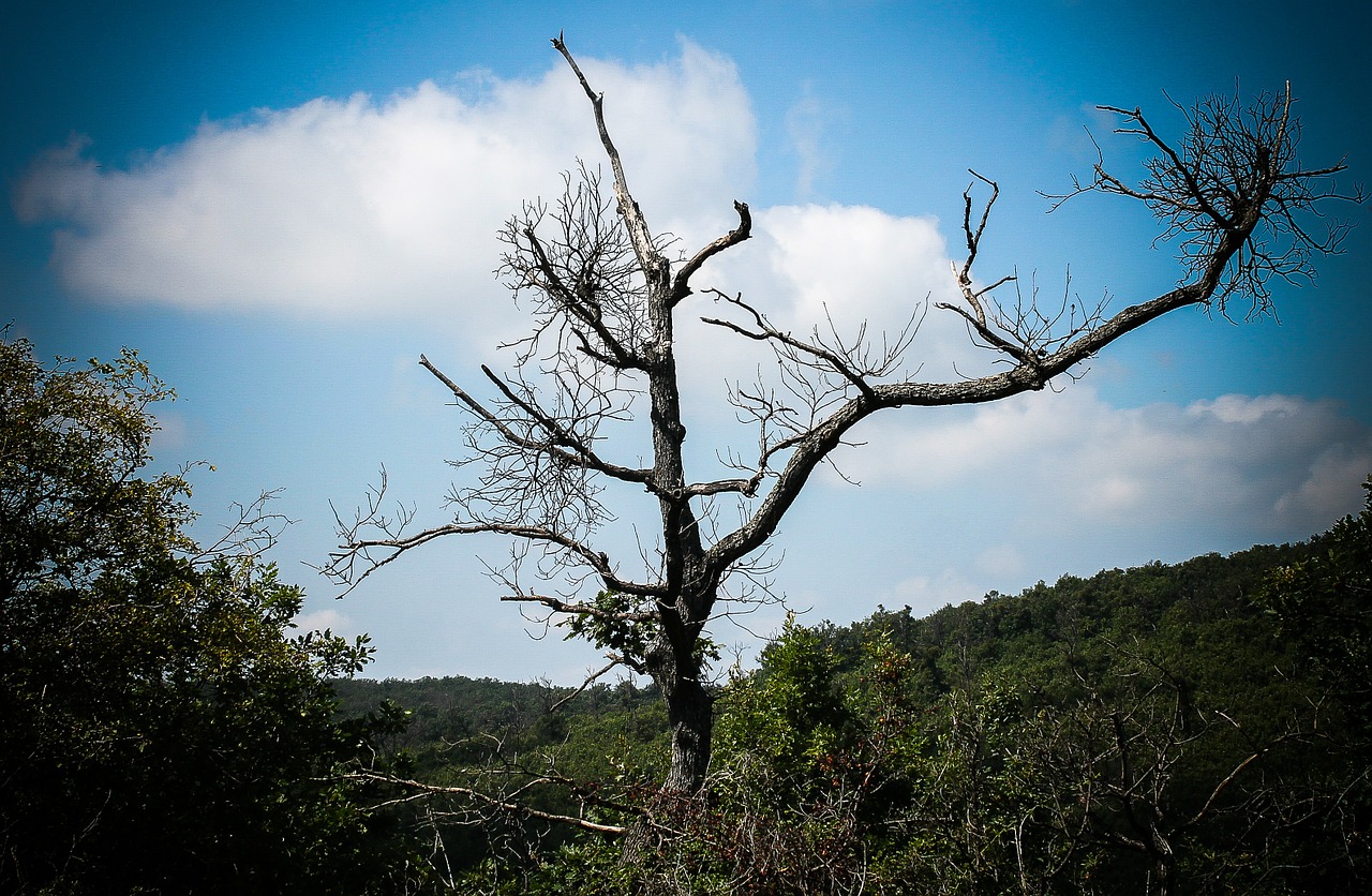 wood forest nature free photo