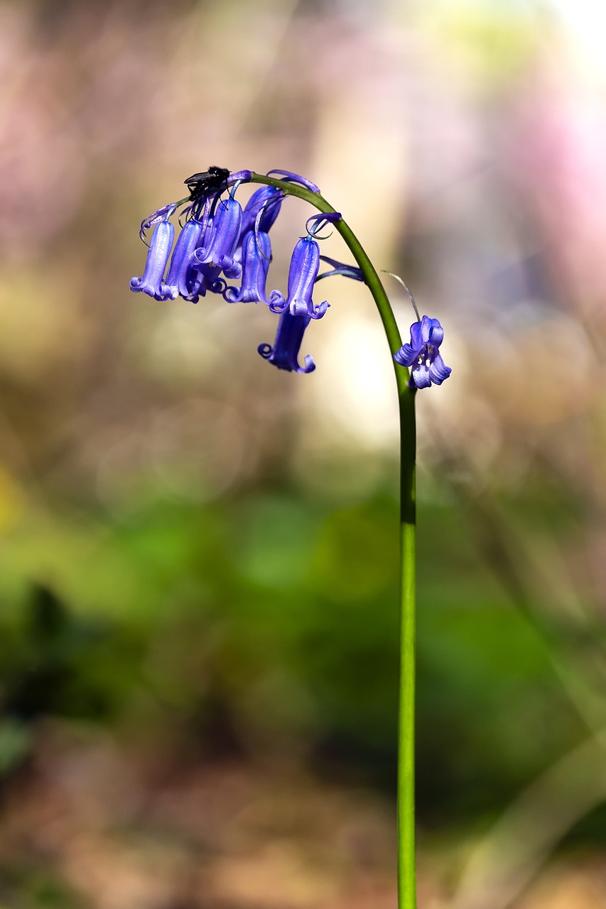 wood  bokeh  nature free photo