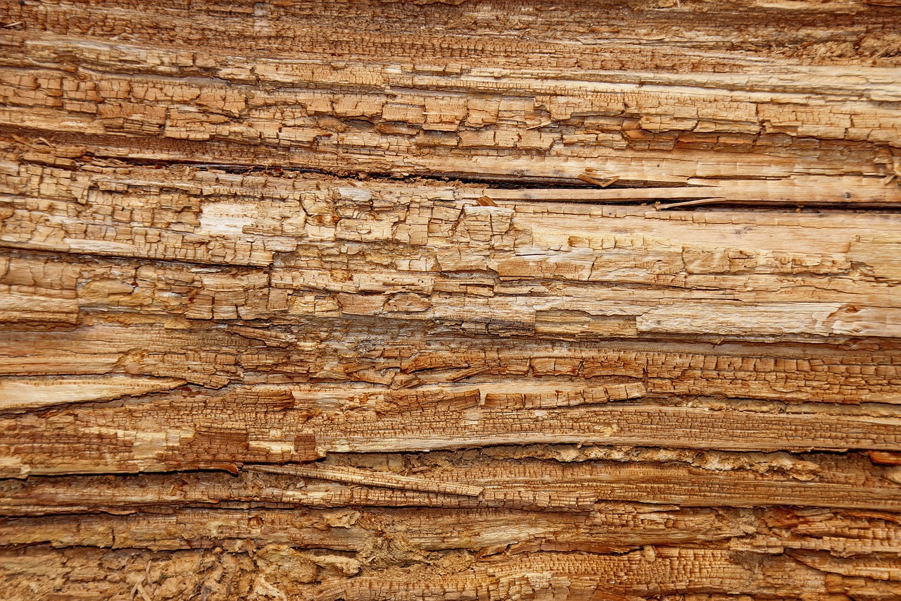 Wood, tree, wood rot, log, structure - free image from needpix.com