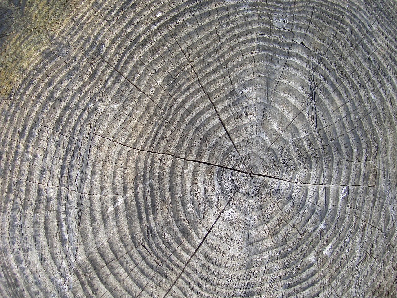 wood tree stump free photo