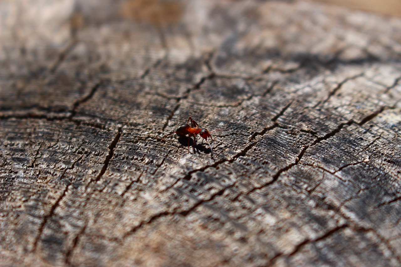 Wood Ant Tree Nature Animal Free Image From