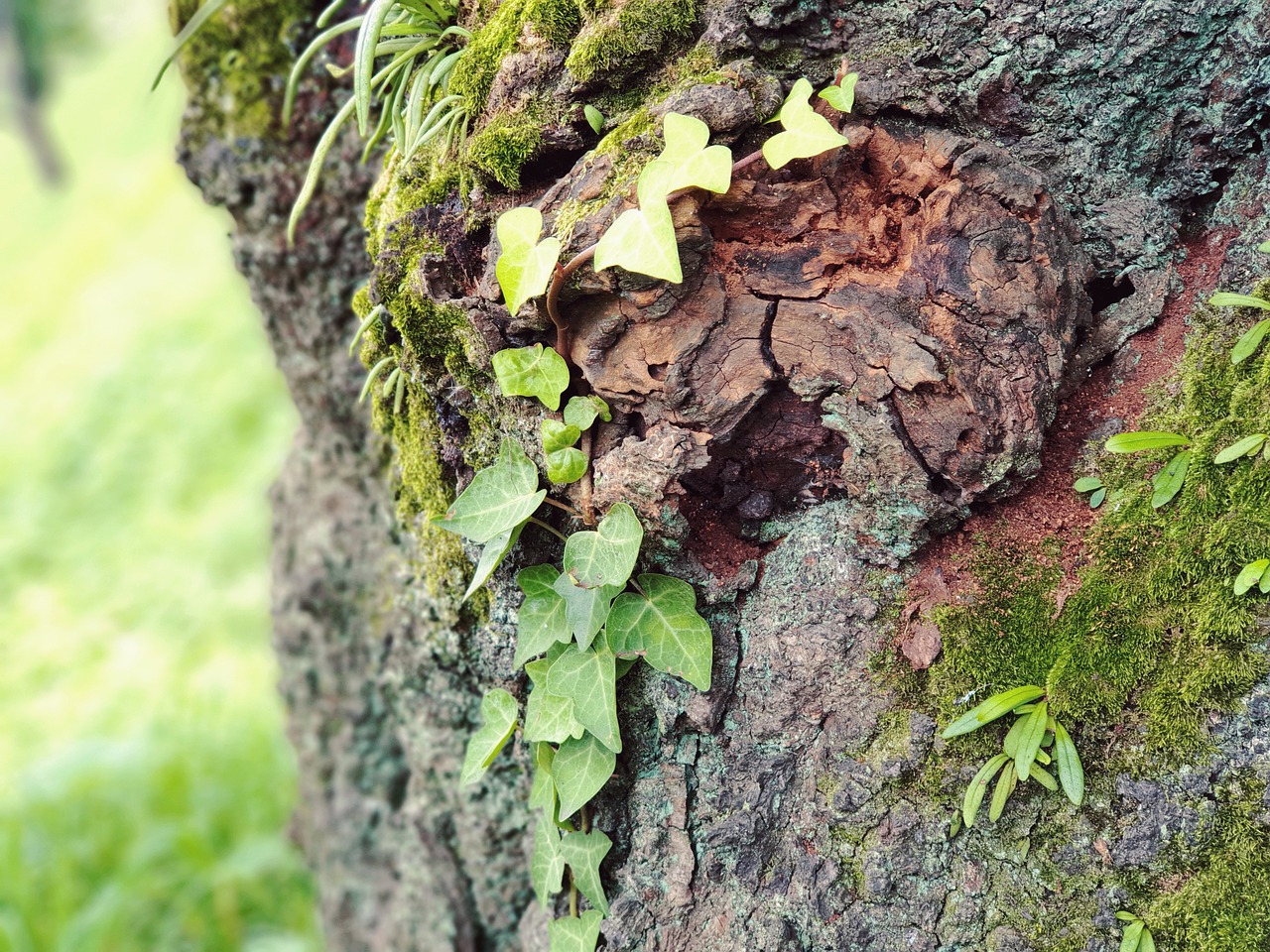 wood  garden  plants free photo