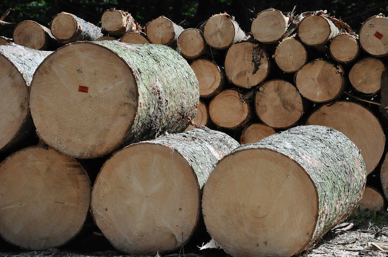 wood tree sawmill free photo